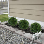 UV Resistant Artificial Cedar Topiary Ball Tree